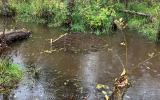 Living with beavers agricultural photos