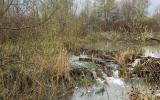 Living with beavers agricultural photos