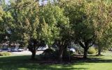 29th & Grant Park Trees