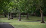 Path through trees