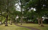 path through trees