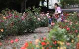 rose garden at Avery