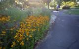 Flowers by path