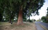 trees and path