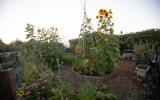community gardens at bruce starker arts park