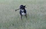 dog running with stick