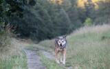 dog off leash on trail