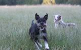two dogs in meadow
