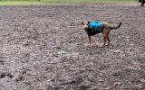fenced dog park