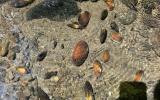 freshwater mussels 