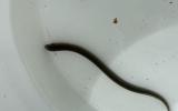 freshwater lamprey found at rock creek camp