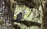 barred owl