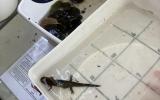 salamander caught at camp 