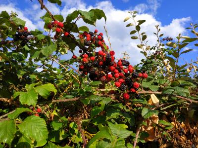 Blackberry Bush