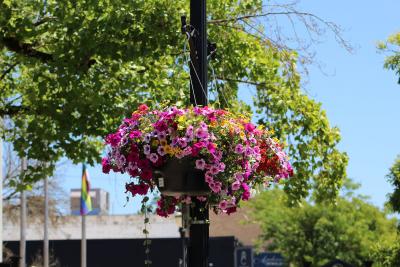 A colorful flower basket hanging from a lightpole outdoors on the side of the street.
