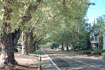 Jefferson Street Trees