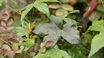 Gray ash on green plant leaves in a backyard garden