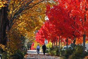 People walking down a path with trees in fall color