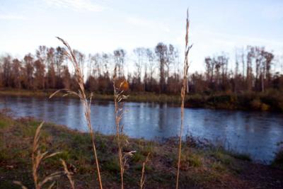 Willamette River 