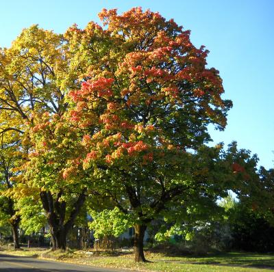 Sidewalk Trees