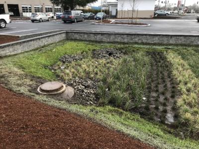 Area of ground in a parking lot with shrubs and landscaping