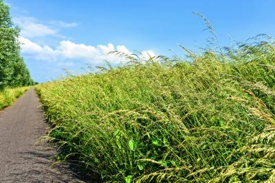 Paved path surrounded by tall grass and a blue sky