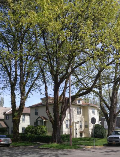 Big leaf maple street trees