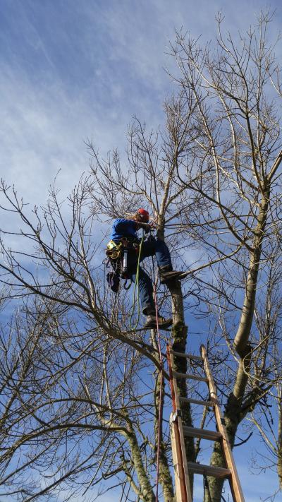 Climber in tree