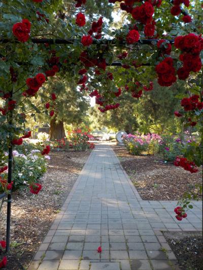 Beautiful archway with trellised red roses serves as the entry and focal point of the rose garden and leads you to more beauty.