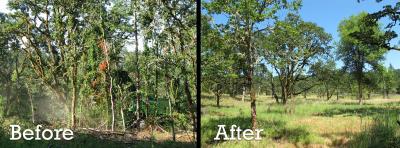 Before and after photo of a successful oak habitat restoration