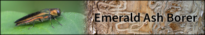 Emerald Ash Borer