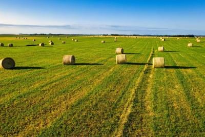 Rows of round hay bales on a green grass field, with a blue sky in the background.