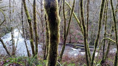 Corvallis Forest