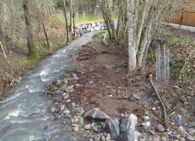 Small urban stream with gravel along the bank and small trees growing nearby. 