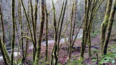 Mossy tree trunks with a small stream flowing through the forest in the background. 