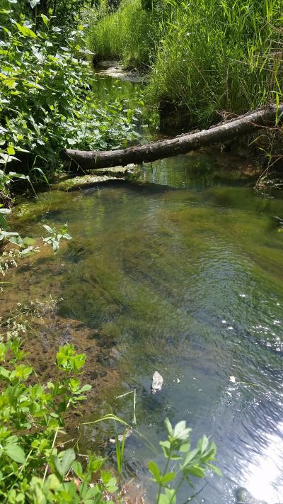 Bright green algae bloom in a local stream