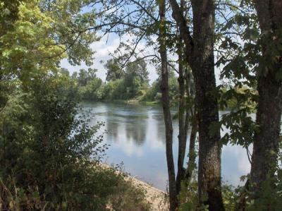 picture of the willamette river between trees