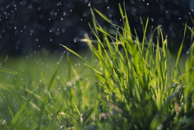wet grass