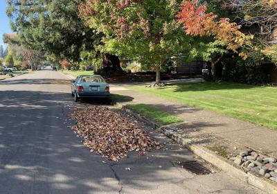 Leaf piles on the street