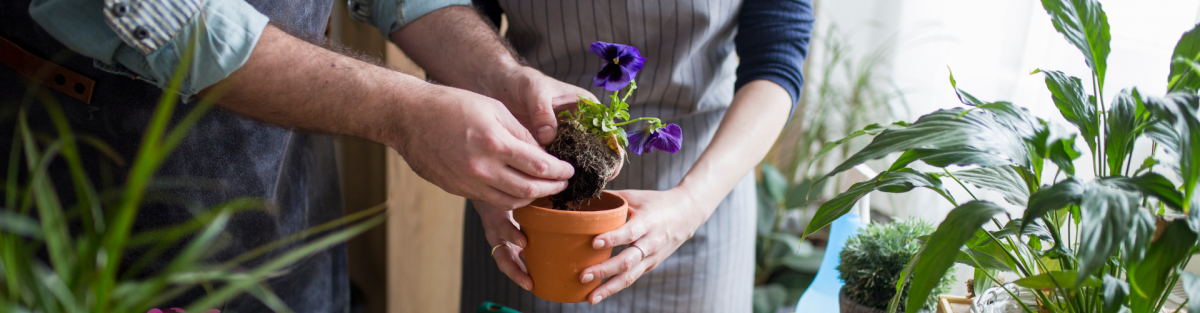 repotting a violet flower