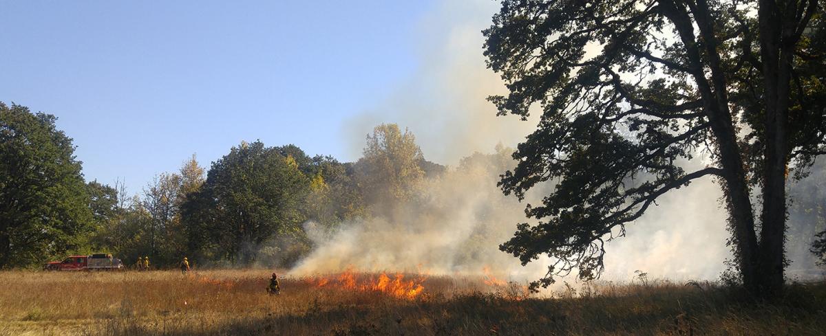 Firefighters fighting a grass fire with a tree in the foreground