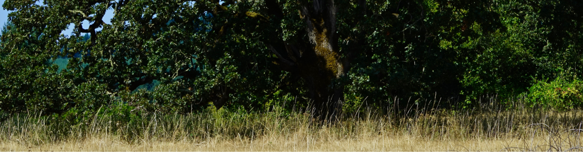Grass and oak tree with forest undergrowth