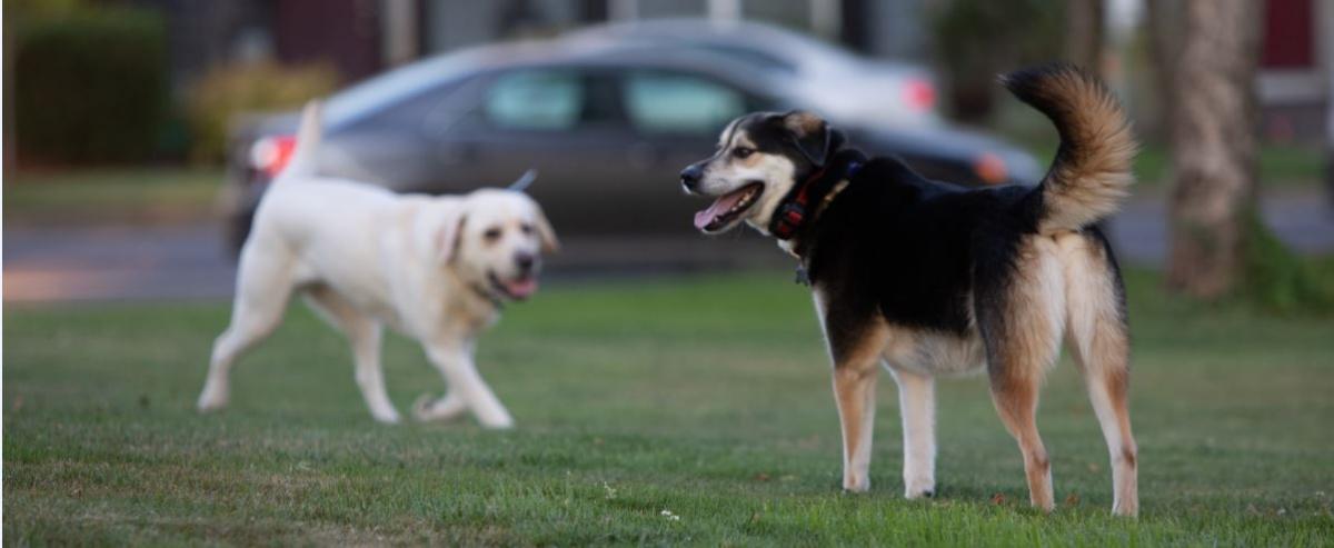 dog friends