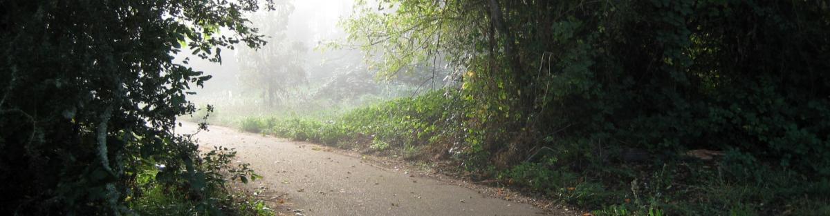 foggy path plants in orleans natural area