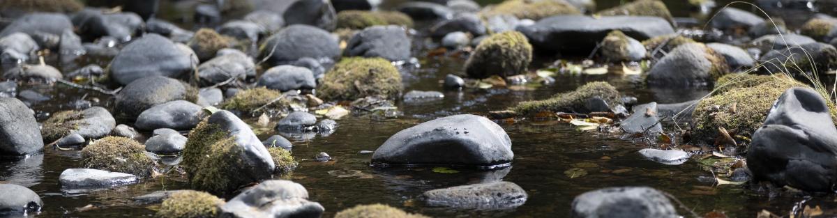 River rocks in a creek