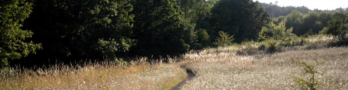 MLK Jr Park Trail