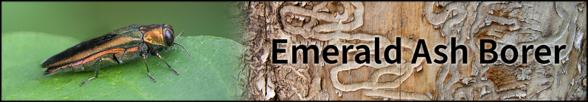 Emerald Ash Borer