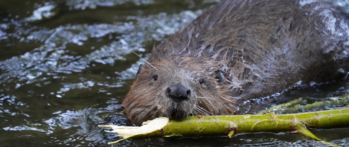 Beaver