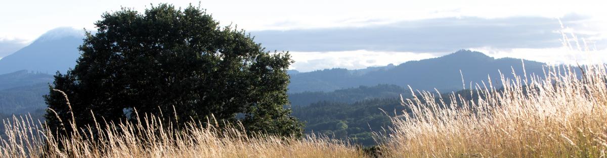 Bald hill view
