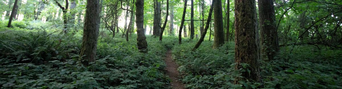 bradis natural area